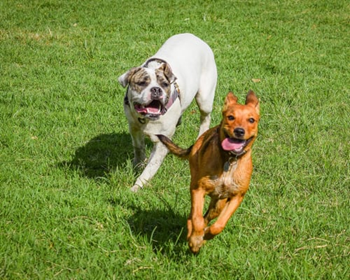 Two dogs running together in the grass